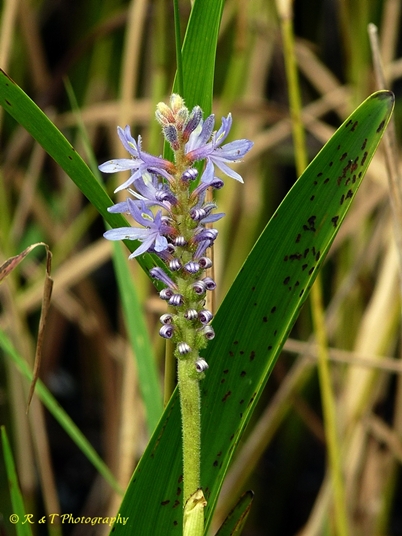 {Pontederia cordata var. lancifolia}